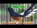 Lagu Chòe lửa hót|chòe lửa luyện giọng, kích bổi hót đấu căng lửa Chòe lửa hót sáng 