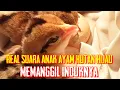 Download Lagu Real suara anak ayam hutan hijau memanggil induknya