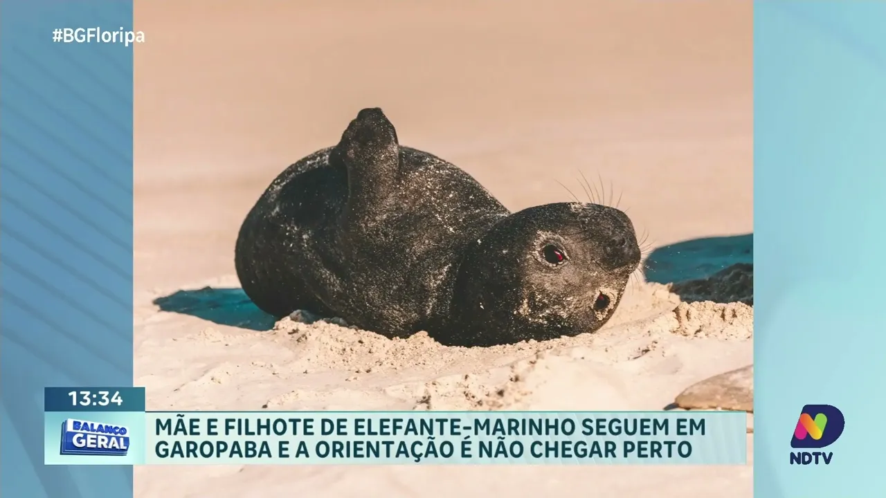 Elefante-marinho e filhote permanecem em Garopaba