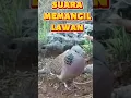Suara tekukur memanggil lawan di tanah #platm #suaratekukur #tekukurmemanggil#tekukurgacor #tekukur