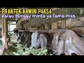 Lagu Penerapan Kawin Cepat Tapi Jadi Semua, Dengan Kandang Sederhana Full Hijauan 