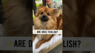 Are Dogs Ticklish Shorts Pomeranian Dog 