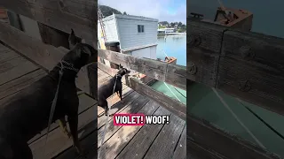 #fyp #dream #doberman #pets #youtube