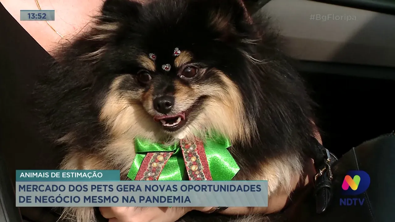 Mercado dos pets gera novas oportunidades de negócio mesmo na pandemia