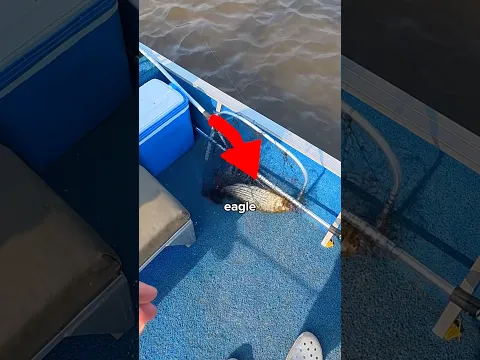 An Eagle Ate Our Tiger Fish ππ£