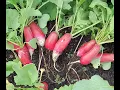 Why Don t I Get Beets or Radishes Only Leaves