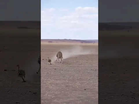 Can the cheetah successfully catch the little ostrich?