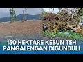 PANGALENGAN TERANCAM TENGGELAM! 150 Hektare Lahan Kebun Teh Digunduli Dialih Fungsi jadi Sayuran