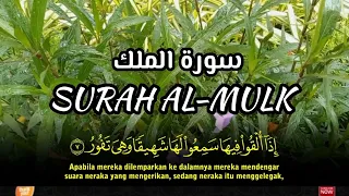 Download murottal paling merdu surah al mulk bikin hati tenang | amalan pembebas azab kubur | سورة الملك MP3