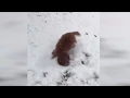 Snow days have gone to the dogs in Blairsville