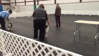 Monica wins AKC Reserve Winners Bitch at the specialty in Oklahoma at K9 Manners