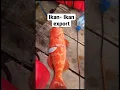Jenis-jenis ikan kerapu export #kerapusunu #kerapumerah #ikanexport