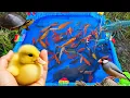 Serunya Memancing ikan cupang warna-warni di kolam! Ikan hias, ikan lele besar, ikan koi, bebek lucu