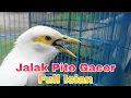 Download Lagu Masteran Burung Jalak Pito Full Isian Semua Jenis Burung Jalak Pasti Langsung Bunyi Auto Gacor