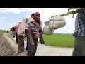 Download Lagu Remnants of the Rohingya crisis in Rakhine