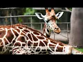 5 Myths and Facts About How Giraffes Sleep Standing Up