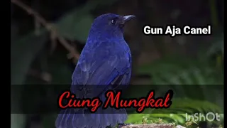 suara ciung mungkal gacor 