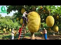 Download Lagu Amazing Thai Jackfruit Farm Harvests | How Thailand Grows and Prepares Street Food