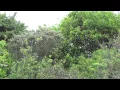Download Lagu Thrush Nightingale   sound recording only   Noordse nachtegaal   Hoek van Holland The Netherlands