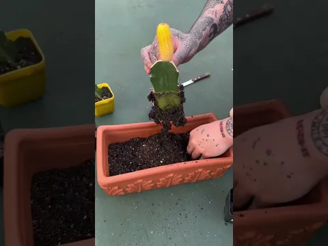 Perdón pa, hago lo que puedo :(
