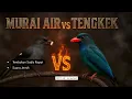Download Lagu Tengkek buto gacor vs murai air, tembakan sadis #masteranburung #tengkekbuto #muraiair