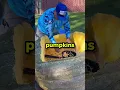 Download Lagu They Used Their Pumpkins In The Coolest Way (elkgrovegpf)