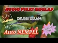 Lagu Suara pikat,pancingan korlap(KOLIBRI kelapa) ampuh,auto ngumpul