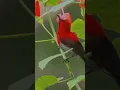 Download Lagu prachtige koning sepah vogel in het wild #vogels #natuur #shorts #kort