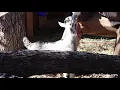 How to Bottle Feed a Baby Goat