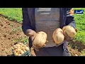 Tebessa Abundant Potato Harvest Boosts Supply to Local and National Markets