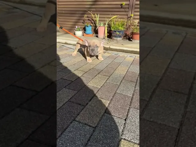 動画