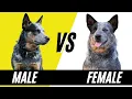 Male VS Female Blue Heelers - Difference in the Australian Cattle Dog Gender