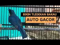 Tledekan BAKAU jantan AUTO NYAUT BUNYI jika dengar suara SULINGAN GUNUNG GACOR ini |MASTERAN SIKATAN