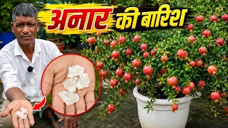 गमले में अनार की बारिश | माली का सीक्रेट  #AnarKiBarish #PomegranatePlant #GardeningTips
