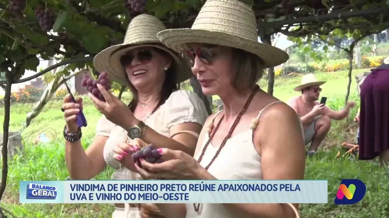 Vinho e Tradição: Pinheiro Preto Anuncia Programação Especial para a Vindima