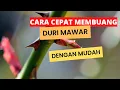 Cara Cepat Membuang Duri Mawar