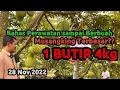 Lagu CARA MERAWAT DURIAN MUSANG KING AGAR CEPAT BERBUAH ALA PAK BROTO KEMRANJEN BANYUMAS