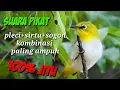 Download Lagu Suara pikat pleci+sirtu+sogon kombinasi paling jitu