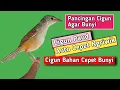 Download Lagu Pancingan Cigun Agar Bunyi dan Cepat Ngriwik, Cigun Bahan Auto Emosi