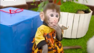 Smart monkey baby bi bon and mimi cat stael fish from Dinosaur home animals monkey s