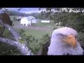 Decorah Eagle Update Decorah Iowa