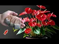 Zet 1 Zakje Aan De Basis! Anthurium Explodeert Met Talloze Prachtige Bloemen!