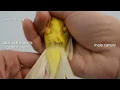 Download Lagu How to tell if your canary bird is male or female - differences