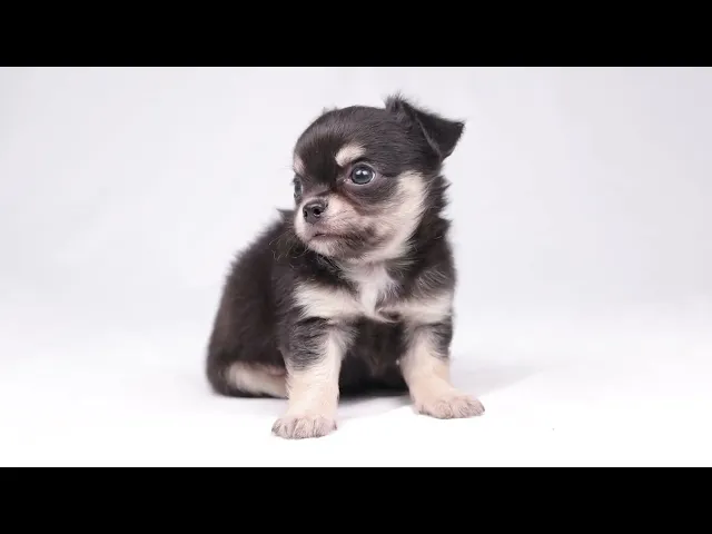 動画