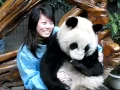 Pandas are heavy
