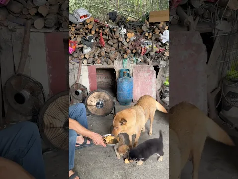 Mother is everything, she gives the whole world to her child! 🐶🐕❤️ #shorts #dog #cute