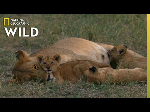 Download MP3 Lion Mother Keeps Cubs Safe From Predator | Born In Africa