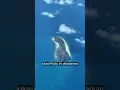 Download Lagu Pulau Misterius di Indonesia #Shorts