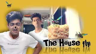 The House fly 🪰| jr Mr Bean