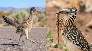 Greater Roadrunner ⚡ It RUNS Instead of Flying!